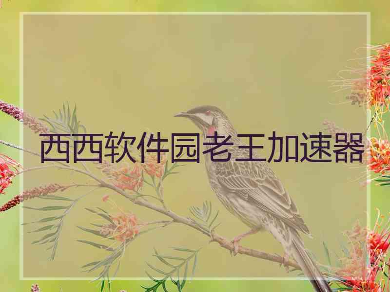 西西软件园老王加速器