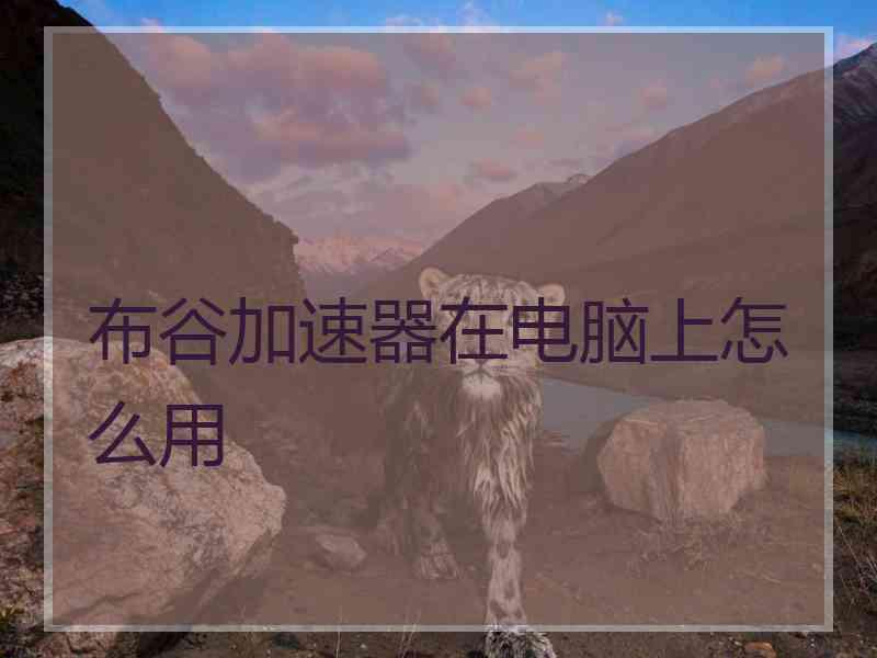 布谷加速器在电脑上怎么用