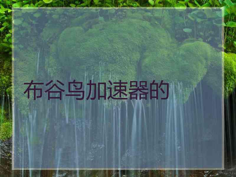 布谷鸟加速器的